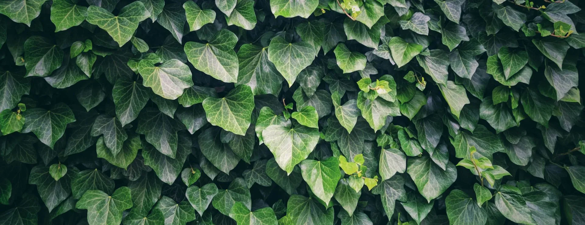 Green Screens detail